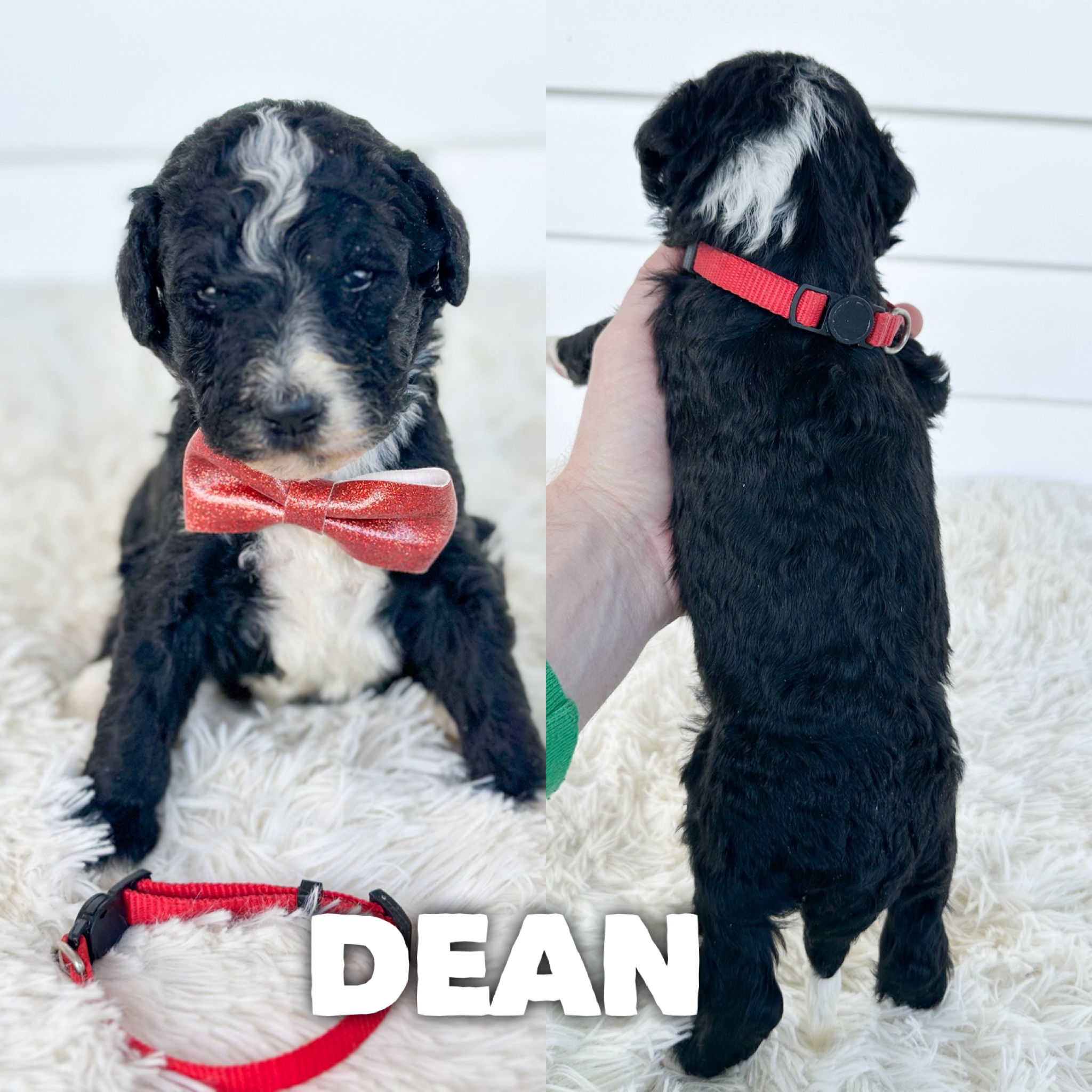 Dean 1